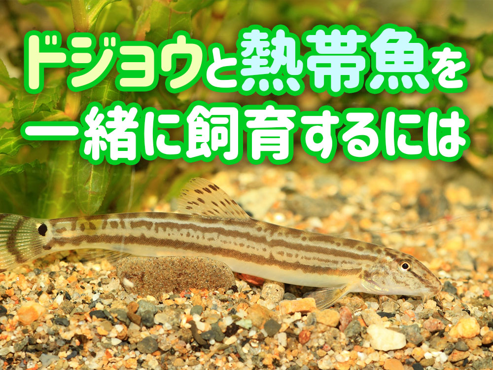 ドジョウと熱帯魚を混泳させるには！向いている環境・魚種と注意点のサムネイル画像