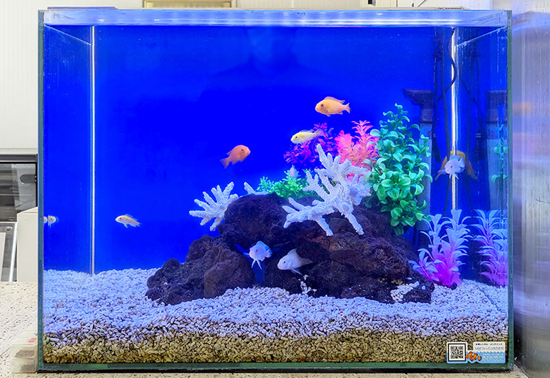 青い背景の水槽を泳ぐ熱帯魚と白いサンゴのレイアウト