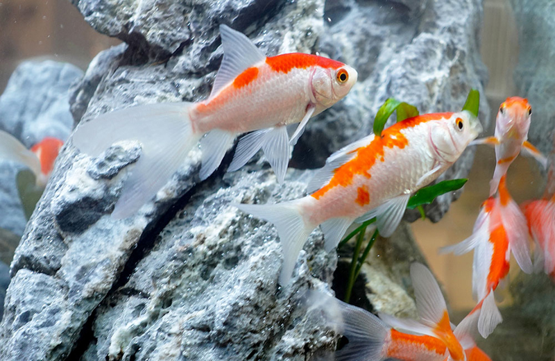 岩肌のレイアウトを泳ぐ紅白模様の金魚たち