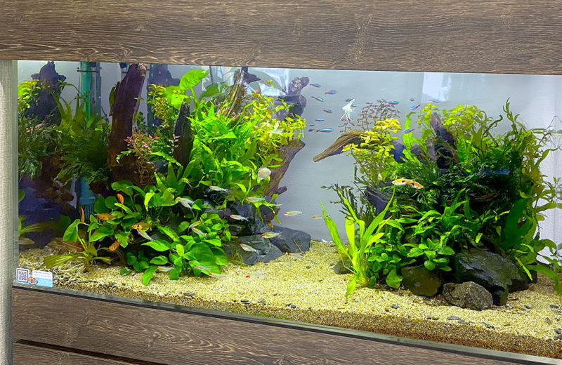 水草と熱帯魚が増えました!企業様の90cm水槽のその後 水槽画像4