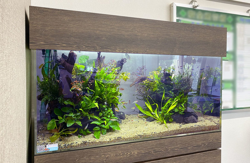 水草と熱帯魚が増えました!企業様の90cm水槽のその後 水槽画像5