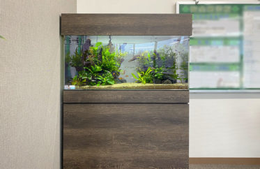 水草と熱帯魚が増えました！企業様の90cm水槽のその後