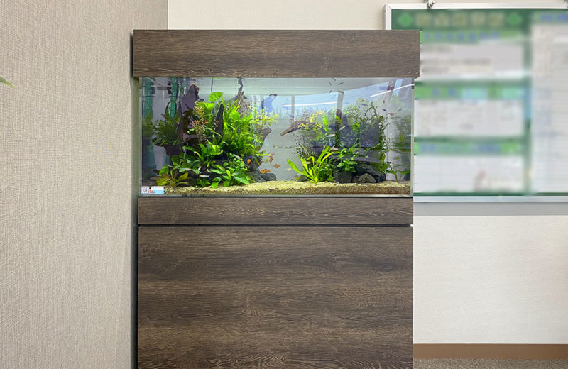水草と熱帯魚が増えました!企業様の90cm水槽のその後 水槽画像1