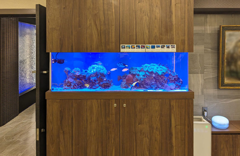 美容クリニックの埋め込み式水槽のその後！ナンヨウハギが加わりました 水槽画像１