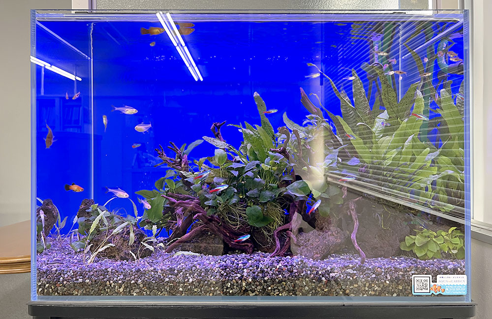 青い背景の水槽を泳ぐネオンテトラの仲間と水草のレイアウト