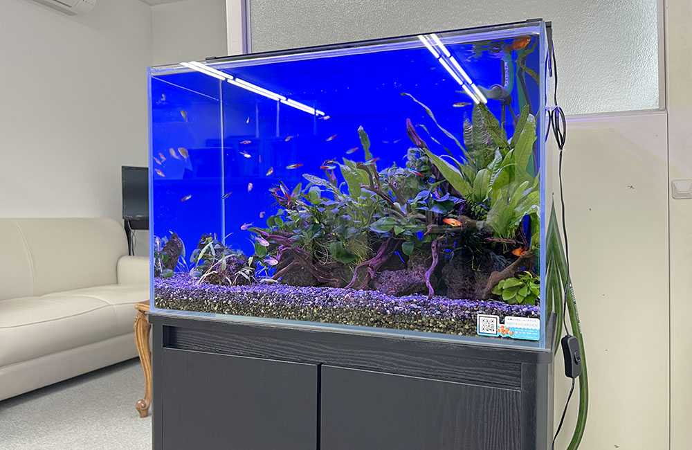 青い背景の水槽で泳ぐ小型カラシンと水草のレイアウト