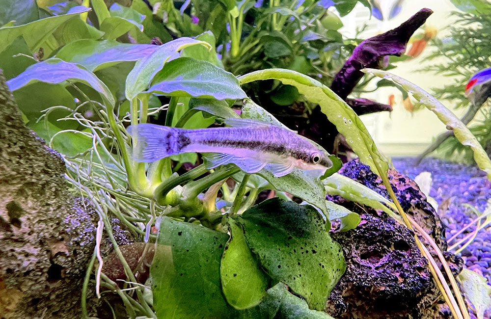 水草の葉の上で休むコケ取り魚とアヌビアス類の実例画像