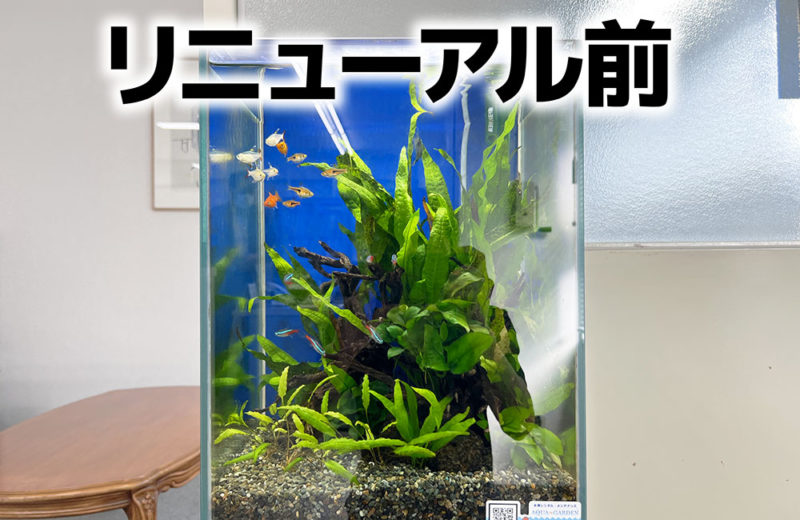 お試し水槽からサイズアップ!30cmから60cm水槽になった淡水アクアリウム 水槽画像3