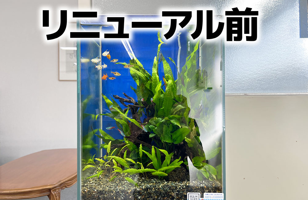 リニューアル前と書かれた水草と小型カラシンの水槽画像