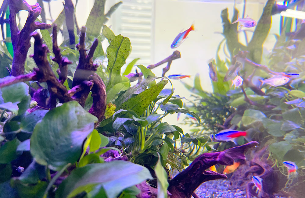 水草や流木の間を泳ぐネオンテトラの仲間と小型熱帯魚