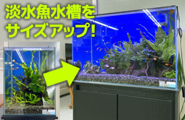 お試し水槽からサイズアップ！30cmから60cm水槽になった淡水アクアリウム
