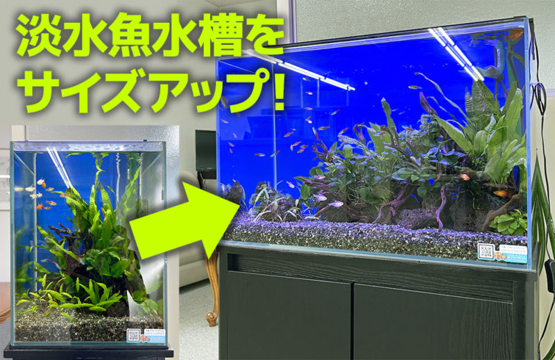 お試し水槽からサイズアップ!30cmから60cm水槽になった淡水アクアリウム 水槽画像1