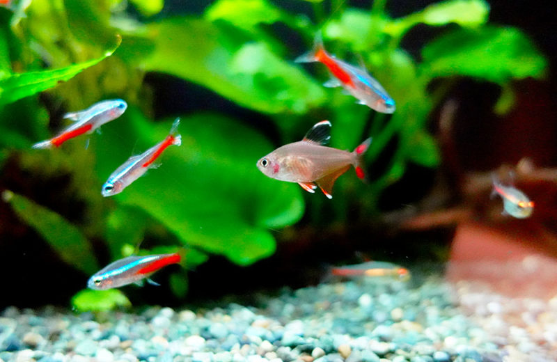 日本料理 魚月様の150cm埋め込み水槽の現在！その2 水槽画像３