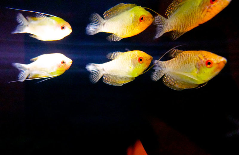 日本料理 魚月様の150cm埋め込み水槽の現在！その2 水槽画像４