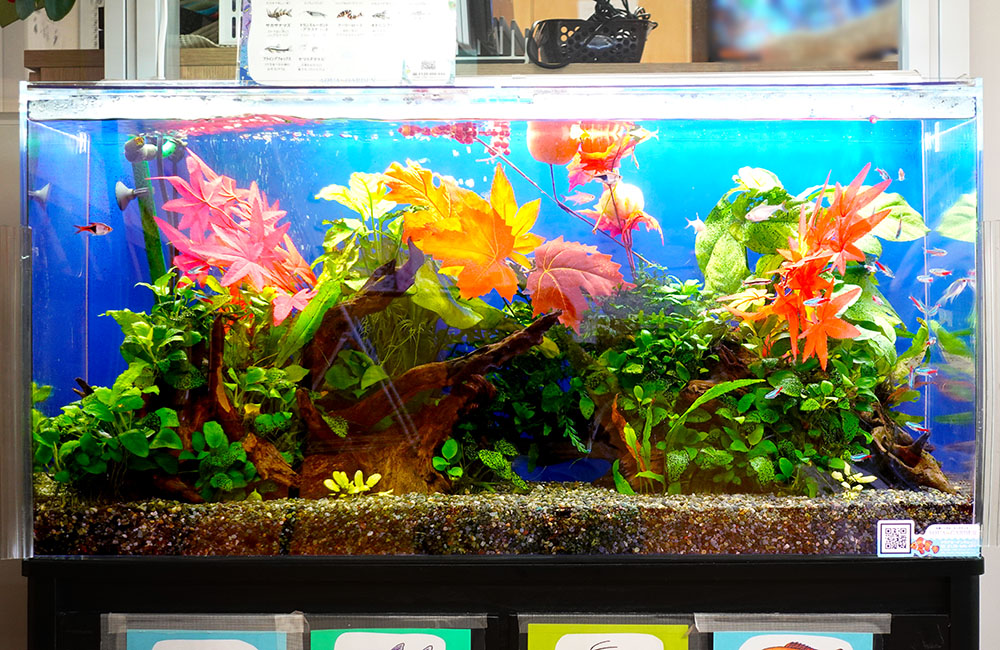 紅葉の造花と流木で彩られた熱帯魚水槽のレイアウト
