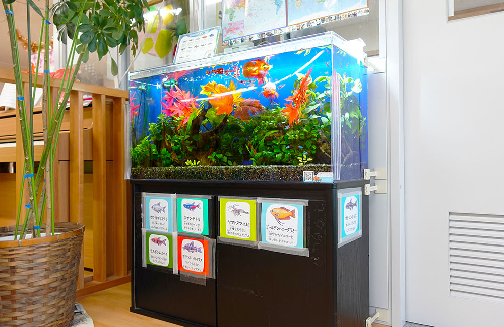 生体紹介カードを貼った水槽台と水草が茂る熱帯魚水槽