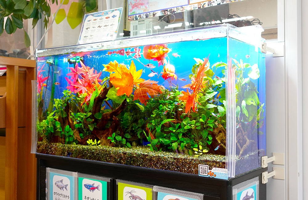 紅葉の造花と水草で飾られた熱帯魚水槽の全景