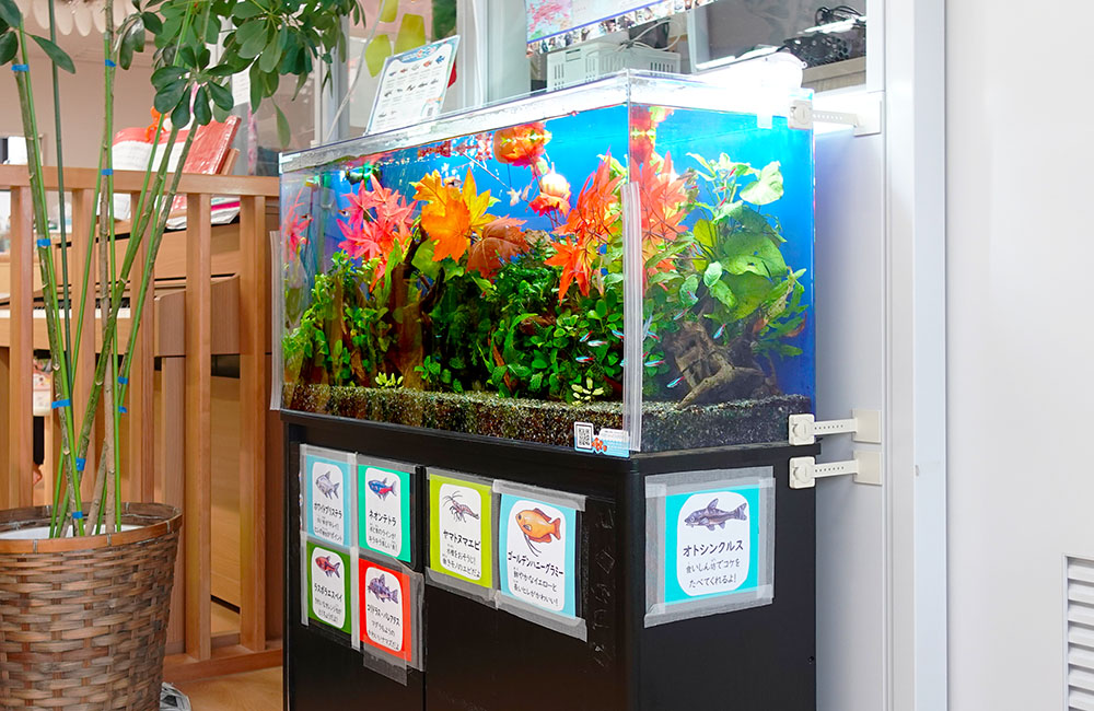 魚の紹介パネルを貼った水草と金魚の泳ぐ水槽セット