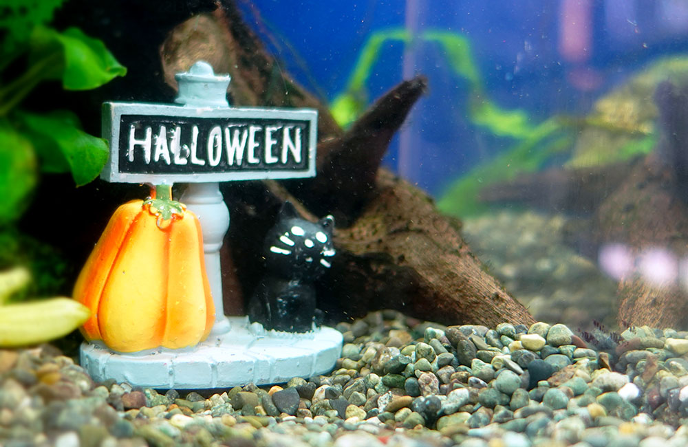 水槽内のカボチャと黒猫のハロウィンオーナメント