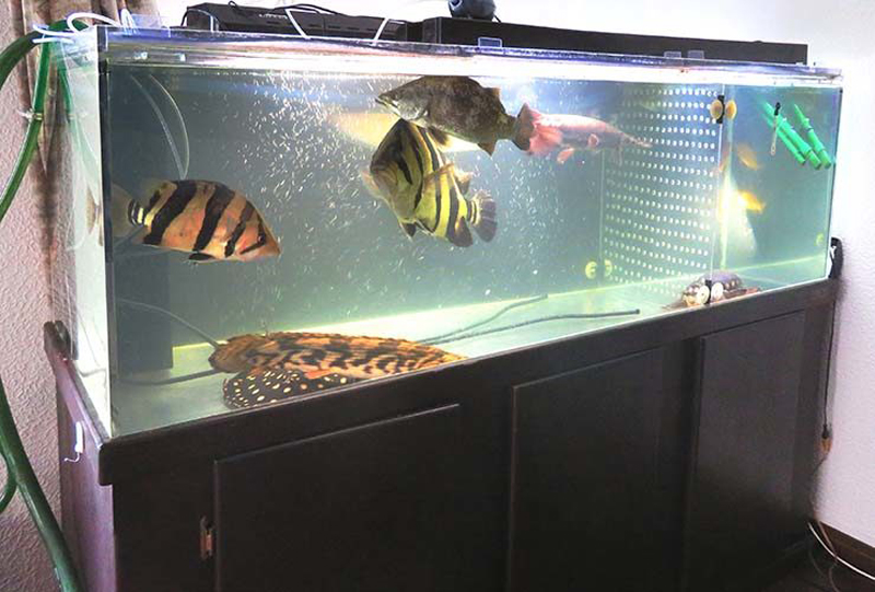 大型魚やエイが泳ぐ大型水槽と黒い水槽台