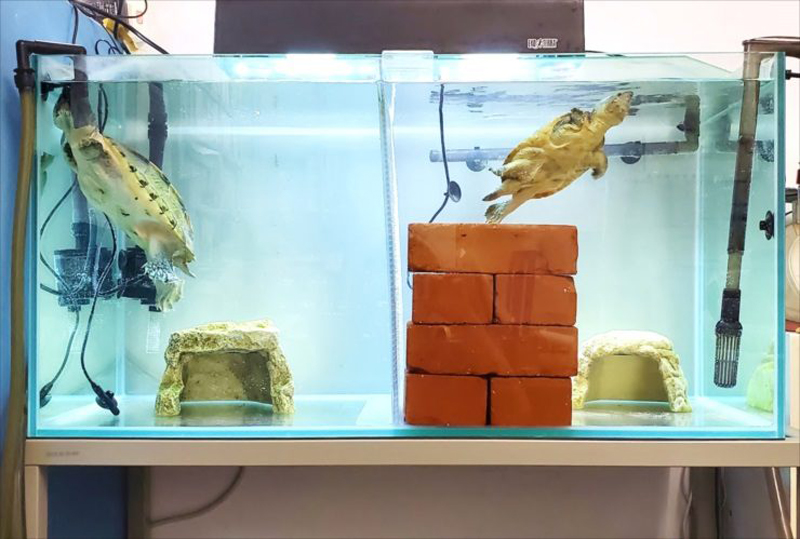 セパレーターで仕切られた水槽を泳ぐ2匹のカメとレンガの山