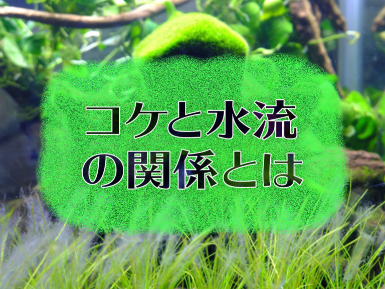 コケと水流の関係とはの文字が入った水槽の見出し画像