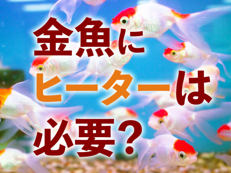 金魚にヒーターは必要?おすすめヒーターと無加温で越冬させるポイント!のサムネイル画像