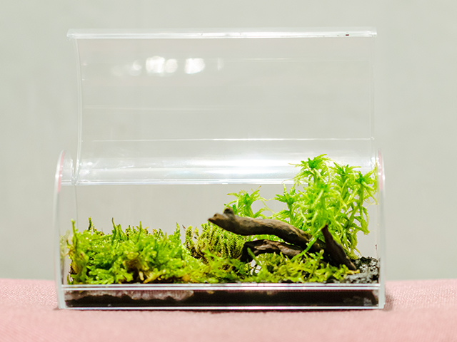 透明容器内の苔と流木による苔テラリウムのレイアウト