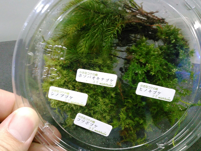4種類のコケが入った透明なプラスチック容器の上面
