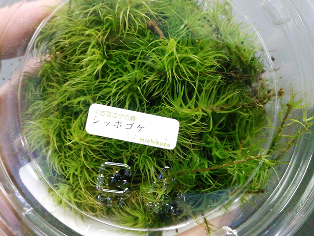 シッポゴケのラベルが貼られた透明パック入りの苔