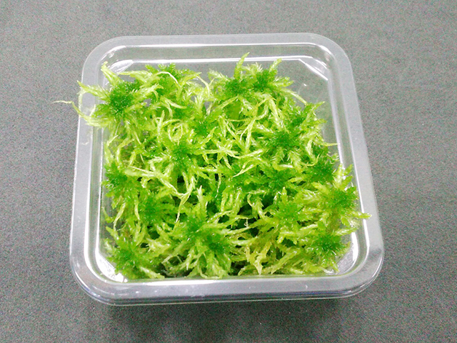 透明なプラスチック容器に入った鮮やかな緑色の苔