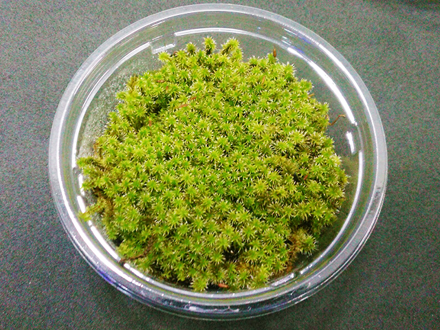 透明なプラスチック容器に入った鮮やかな緑色の苔
