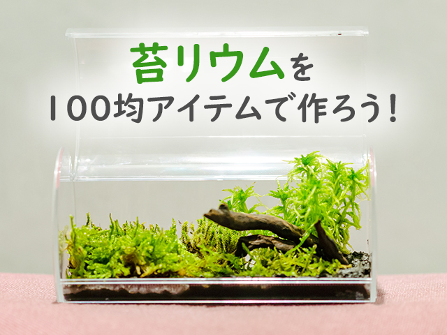 コケリウムを100均アイテムで作ろう!簡単な作り方もご紹介いたします!のサムネイル画像