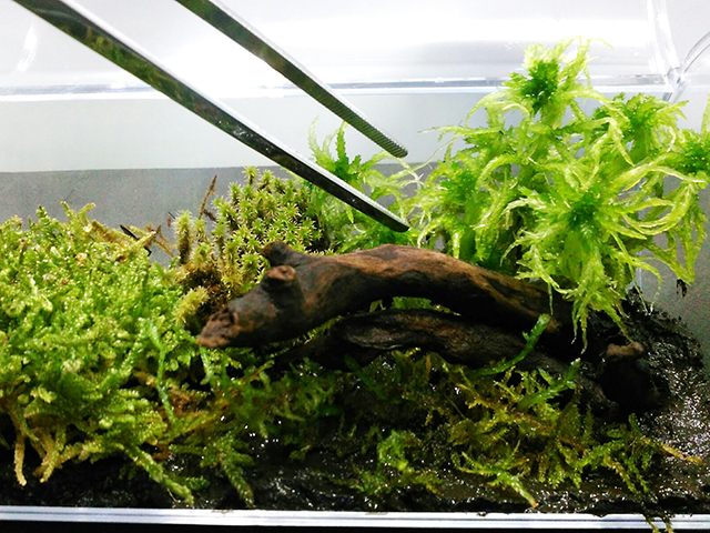 ピンセットで苔を植えるテラリウムのレイアウト作業