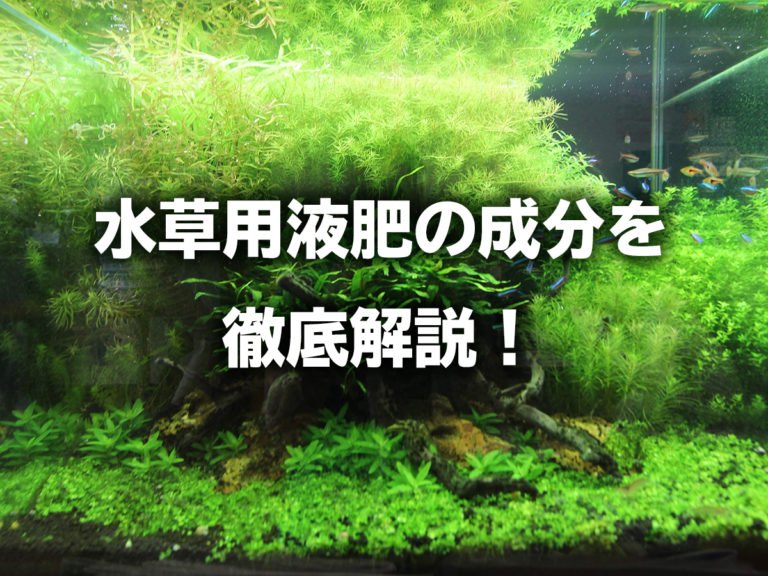 水草の液肥を徹底解剖！カリウムや鉄分、微量元素まで役割を解説しますのサムネイル画像
