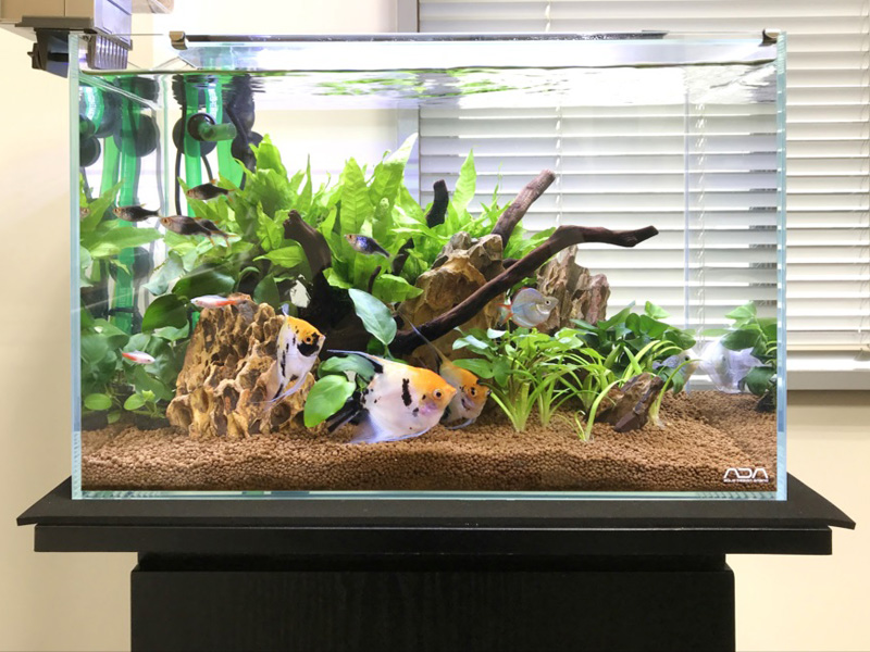 エンゼルフィッシュと水草が泳ぐ流木レイアウトの水槽