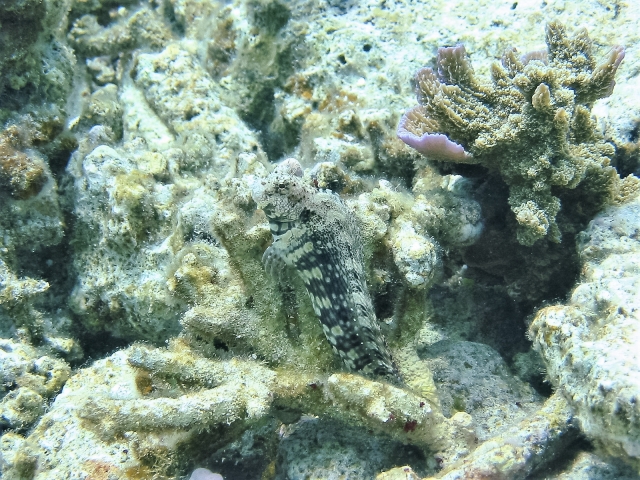 サンゴの隙間に潜む斑点模様の海水魚と周辺の岩肌