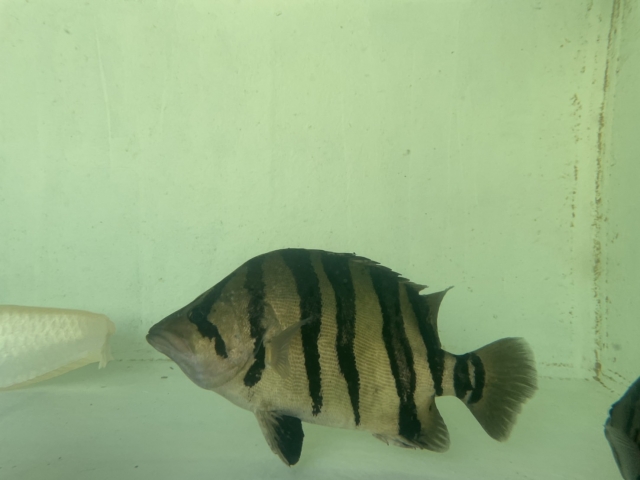 水槽内を泳ぐ黒い縞模様がある大型の淡水魚の姿