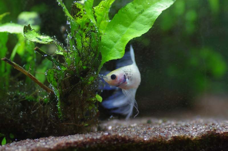 水草の陰から顔を出す白いベタと底砂の風景