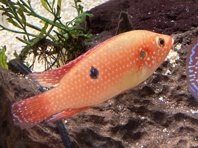 岩のそばを泳ぐ赤い体色の熱帯魚と水草の背景
