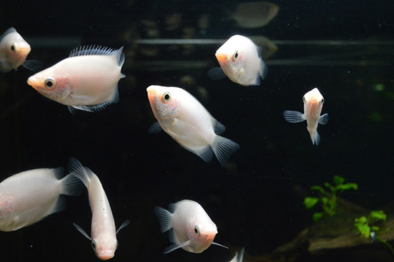 暗い水槽内を泳ぐ白い熱帯魚の群れと右下の水草