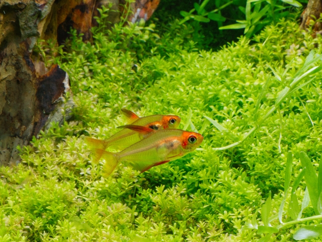 水草の上を泳ぐ2匹の小型カラシンと流木