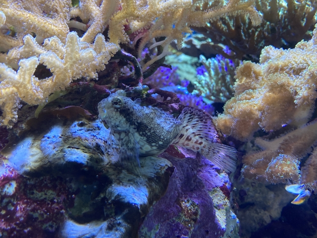 サンゴの隙間に隠れる海水魚のギンポの仲間