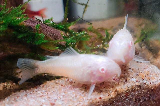 砂底で休む白いコリドラスの仲間と流木に付着した水草