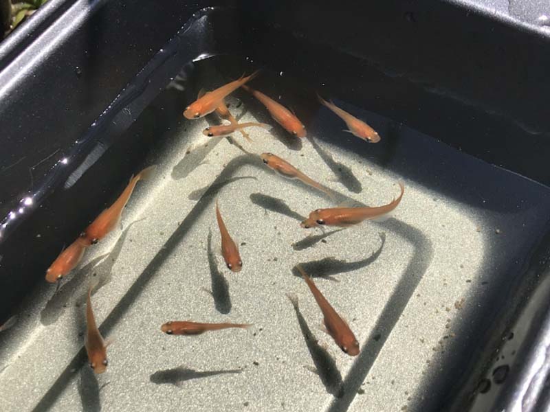 黒い容器の中を泳ぐ複数のメダカの俯瞰写真