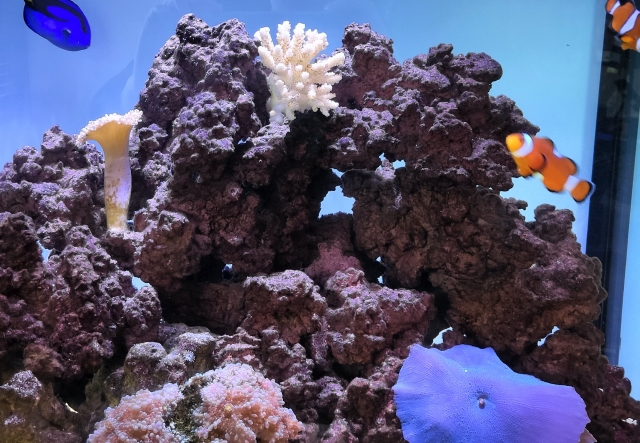ライブロックを組んだ海水魚水槽とカクレクマノミ