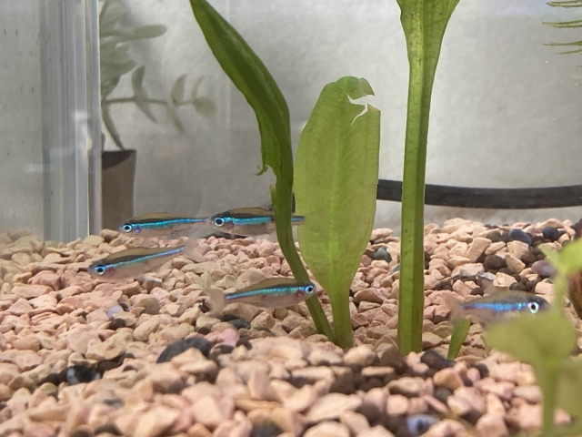 水草の陰を泳ぐネオンテトラの仲間と底砂の風景