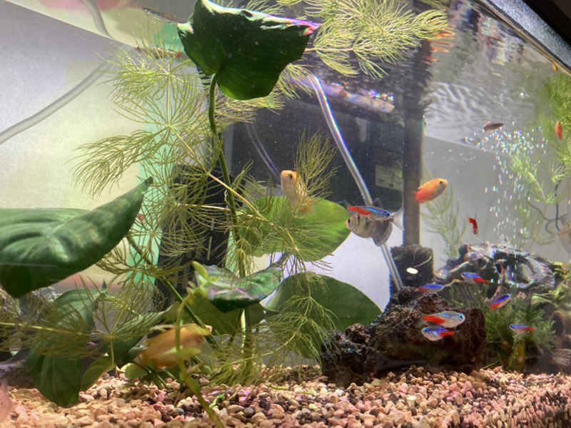 水草とネオンテトラの仲間が泳ぐ熱帯魚水槽の風景
