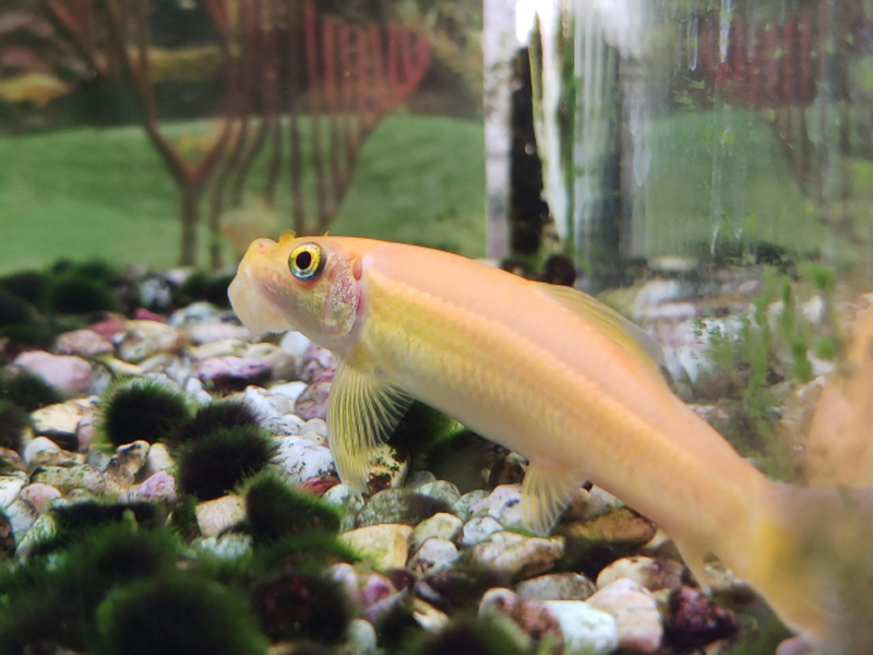 砂利の上を泳ぐ黄色い淡水魚と緑のコケの付いた石