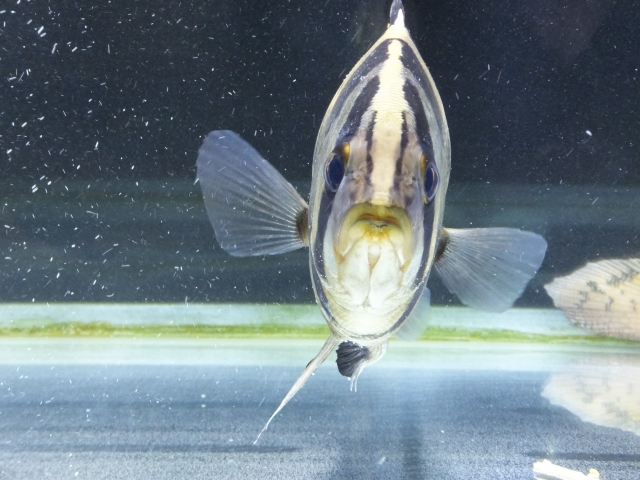 水槽内を正面から見た縞模様のある熱帯魚の正面顔
